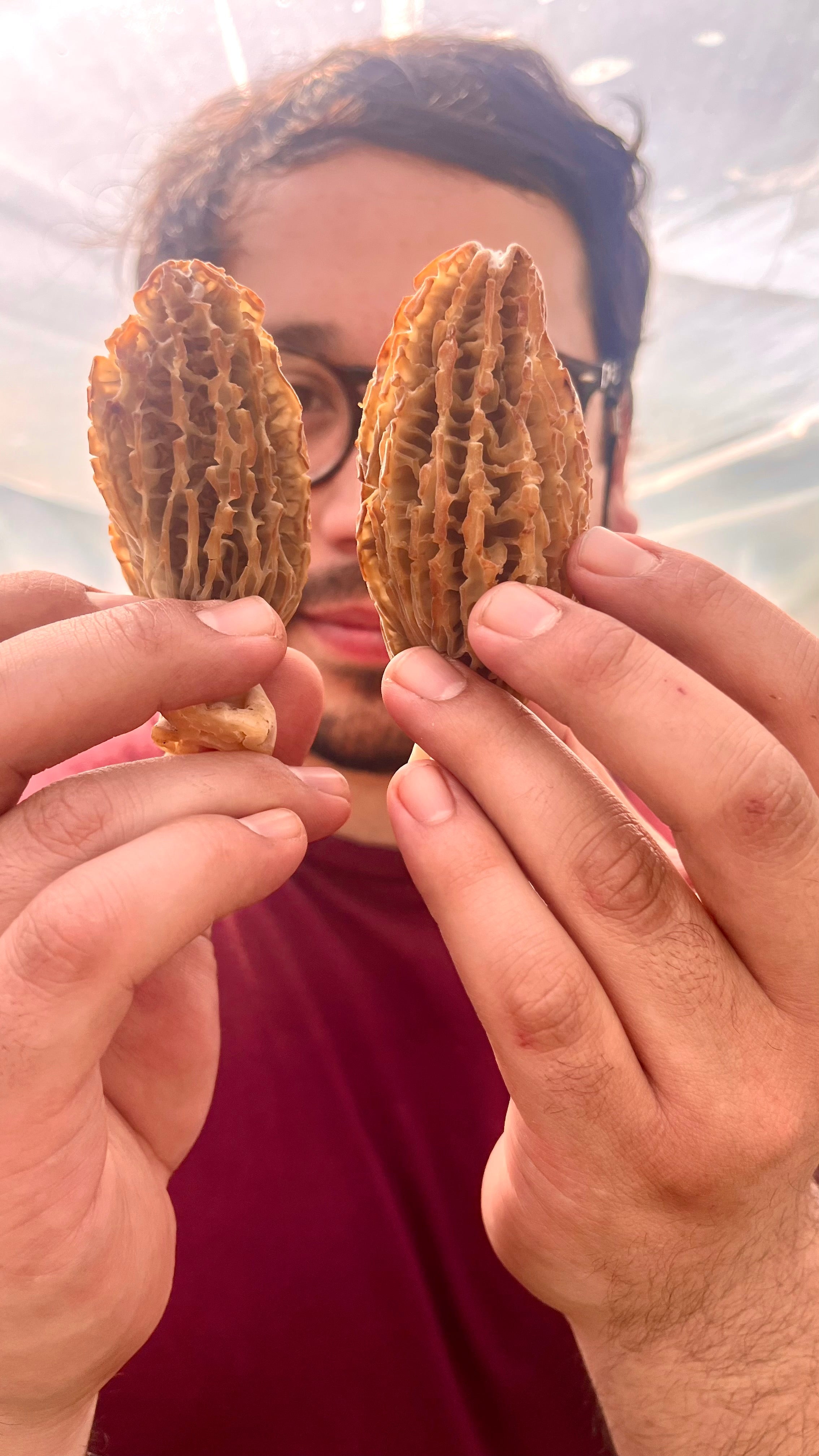 El camino hacia el cultivo de Morchella en Chile