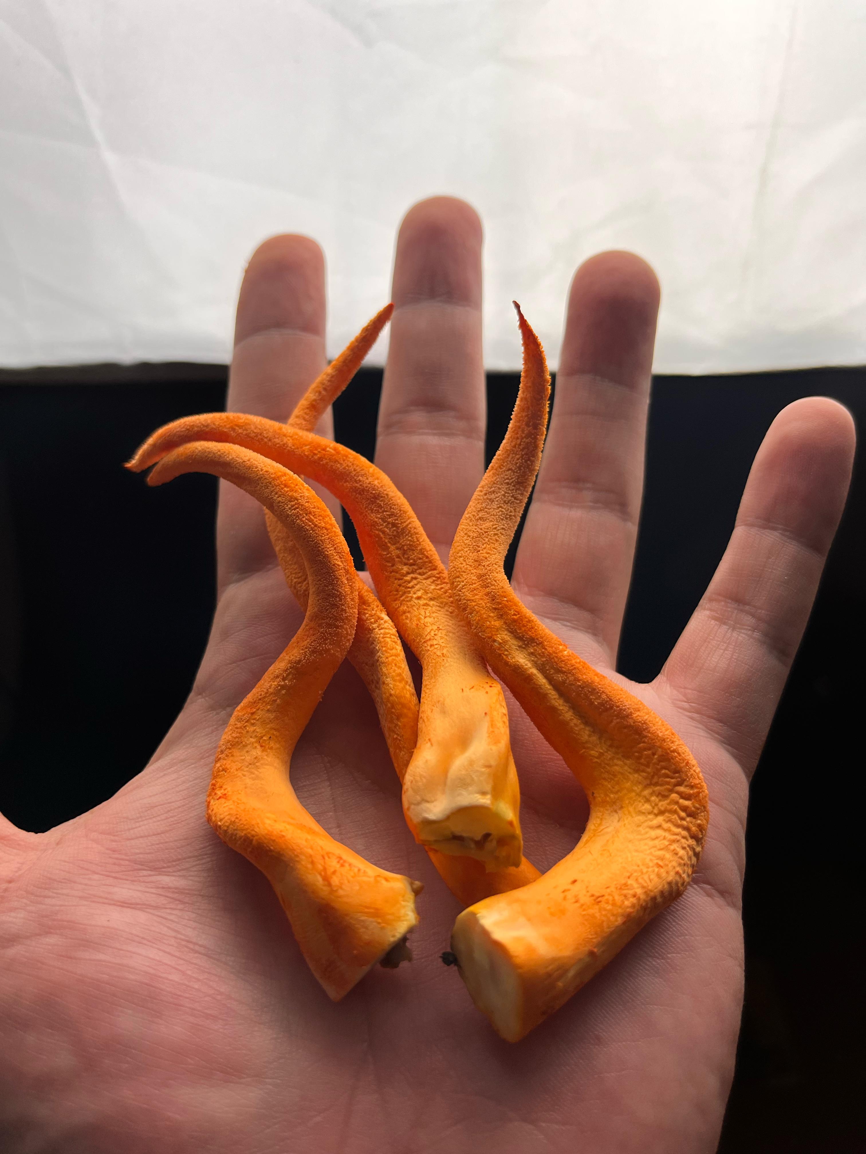 Cordyceps militaris: Del Misterio Natural a la Innovación en Cultivo