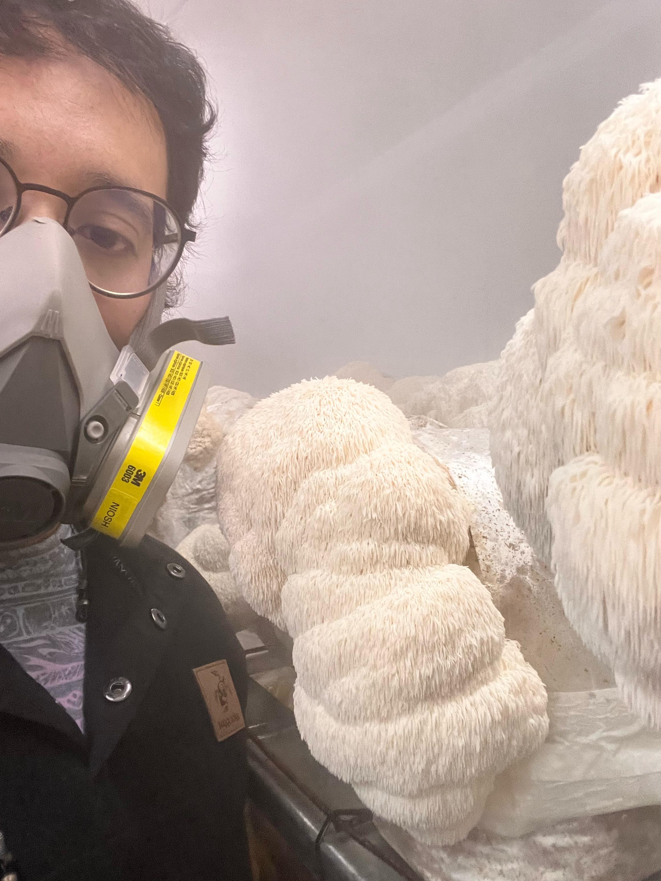 El Hongo Melena de León: Un Tesoro Medicinal de la Naturaleza